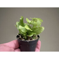 Asplenium scolopendrium