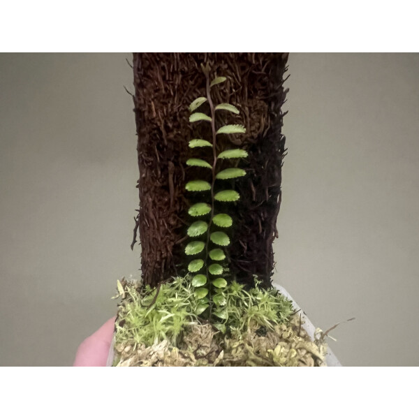 Marcgravia specl. El condor green