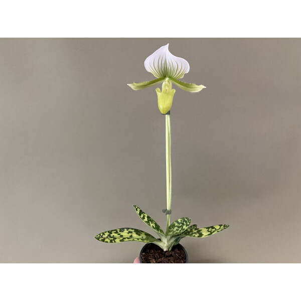 Paphiopedilum maudiae
