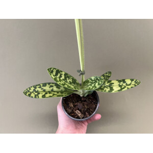 Paphiopedilum maudiae