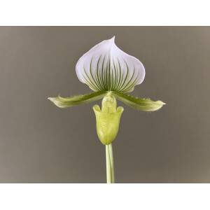Paphiopedilum maudiae
