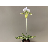 Paphiopedilum maudiae