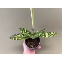 Paphiopedilum maudiae