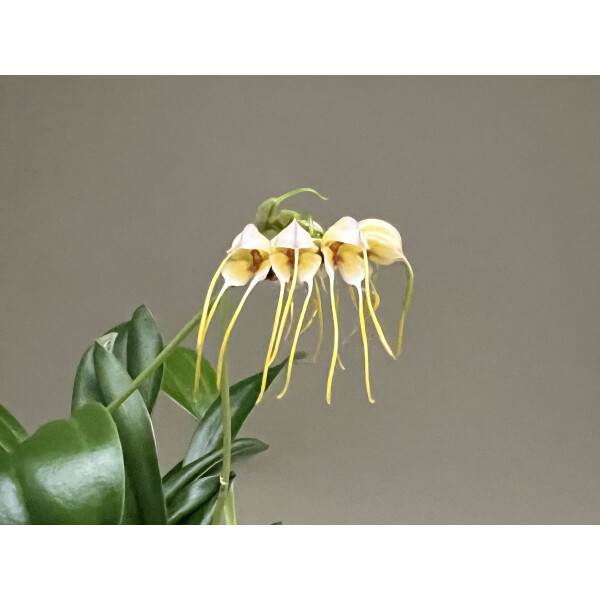 Masdevallia tridens