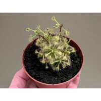 Drosera madagascariensis