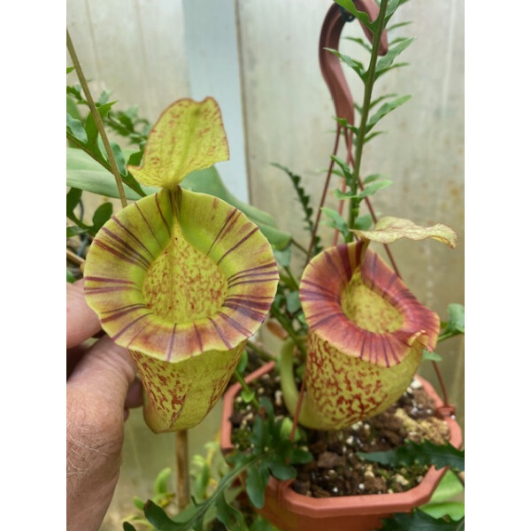 Nepenthes (boshiana X Veitchii) X Veitchii Candy
