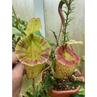 Nepenthes (boshiana X Veitchii) X Veitchii Candy