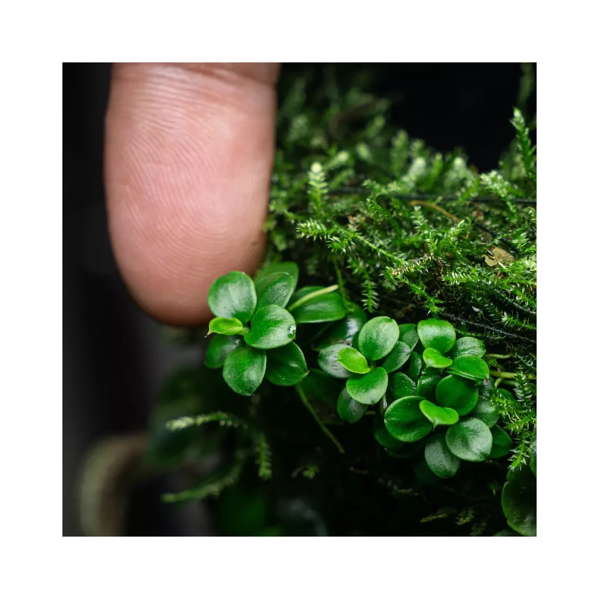 Anubias barteri Mini Coin