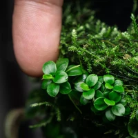 Anubias barteri Mini Coin