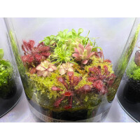 Drosera sp. Lantau Island