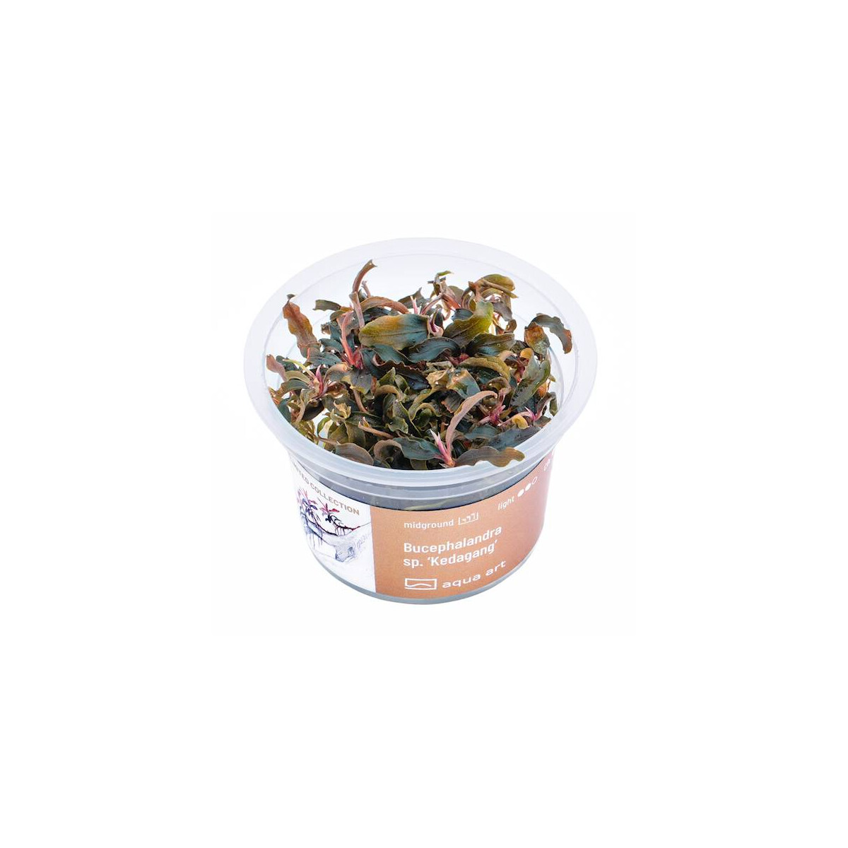 Bucephalandra sec.. Kedagang box