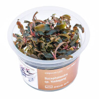 Bucephalandra sec.. Kedagang