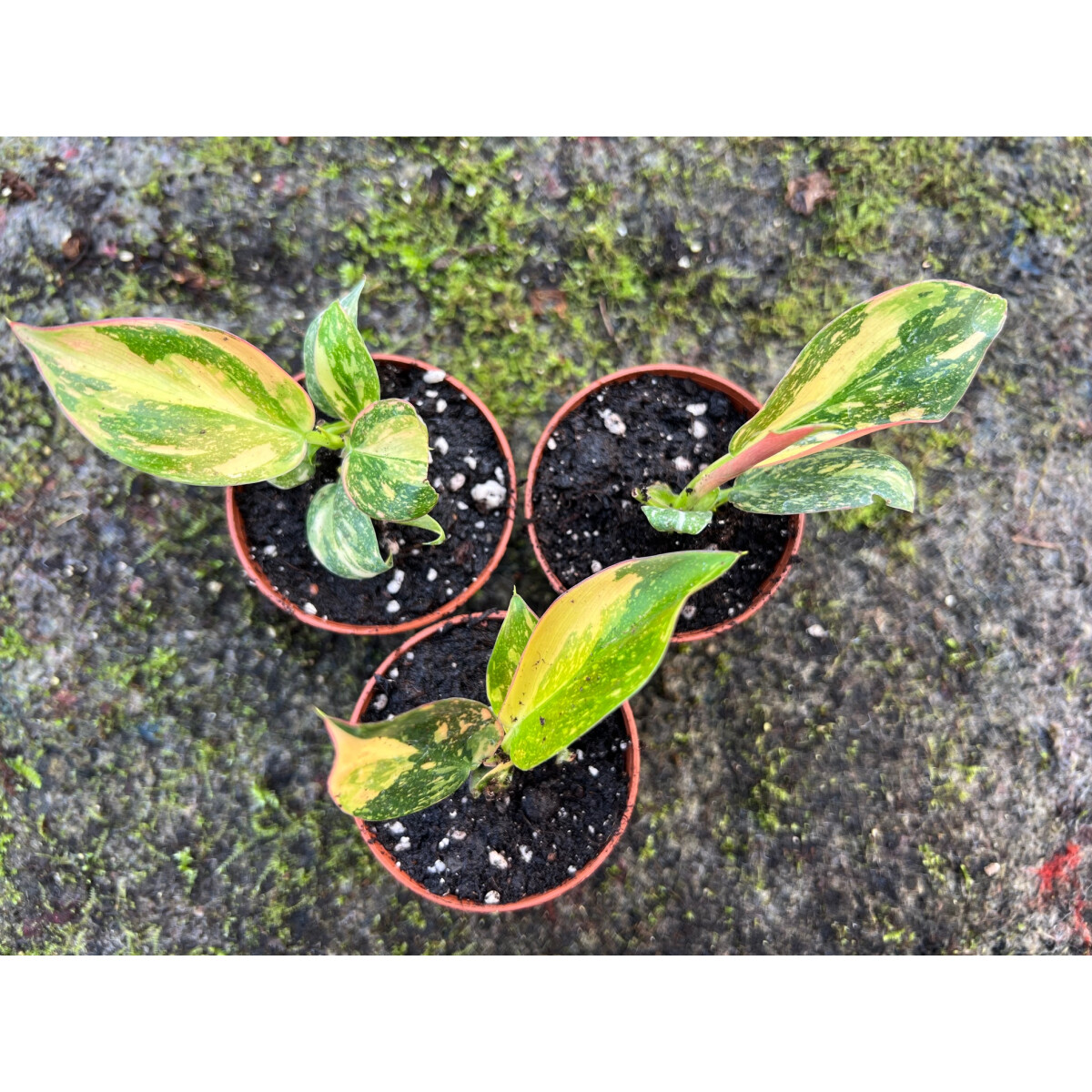 Philodendron Green Congo Variegata