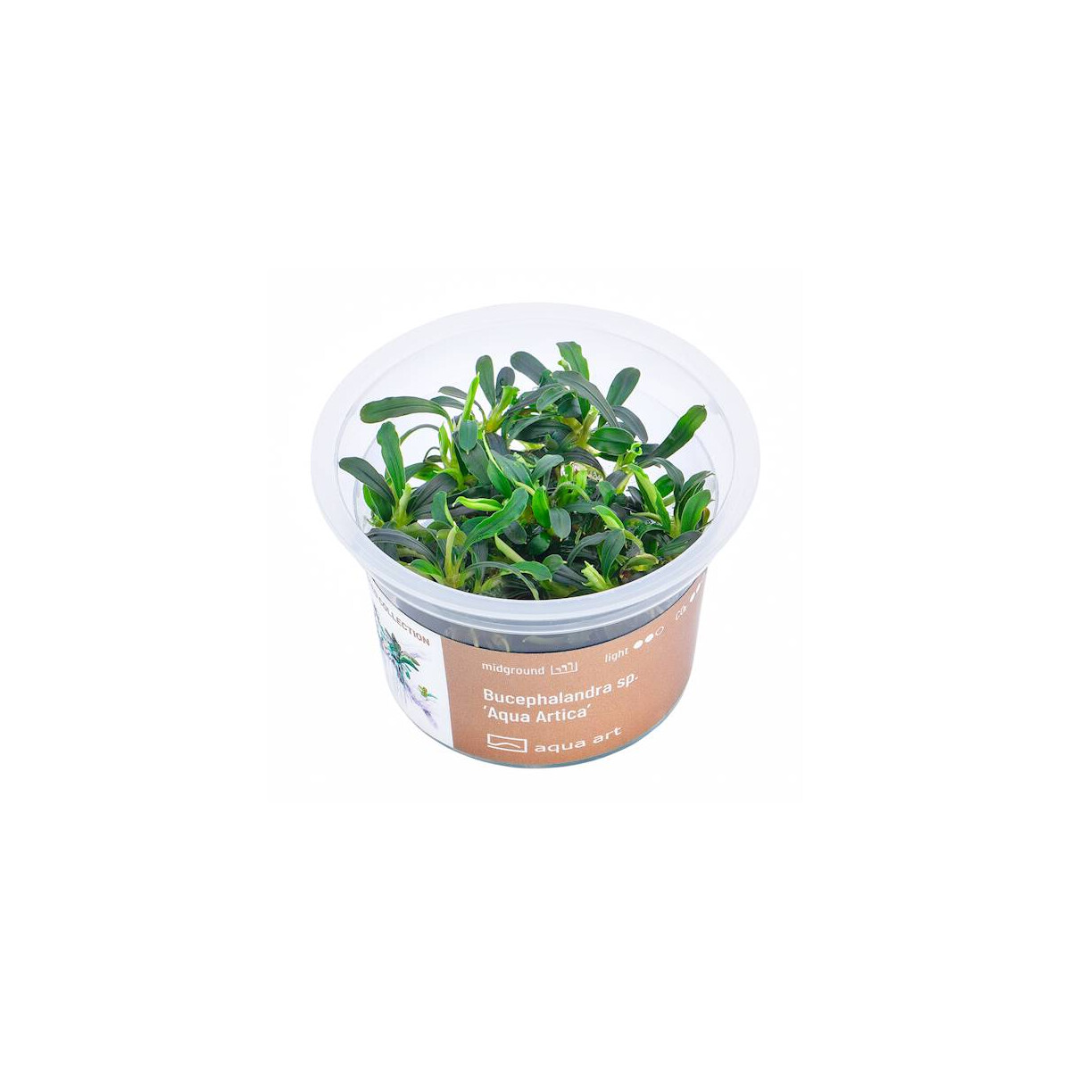 Bucephalandra spec Aqua Artica