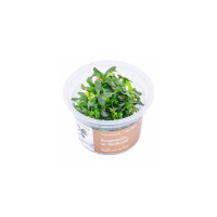 Bucephalandra spec Needle leaf