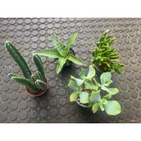 Leopardgecko Pflanzenset S