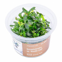 Bucephalandra spec Needle leaf