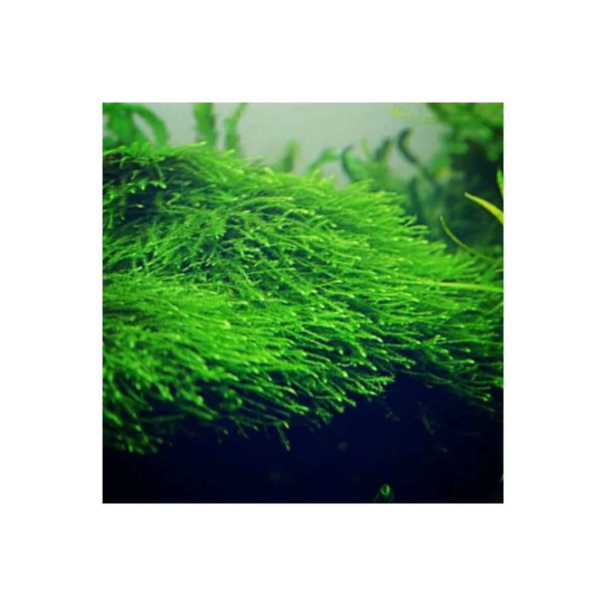 Taxiphyllum barbieri Krabi Moss box