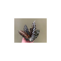 Begonia maculata wings
