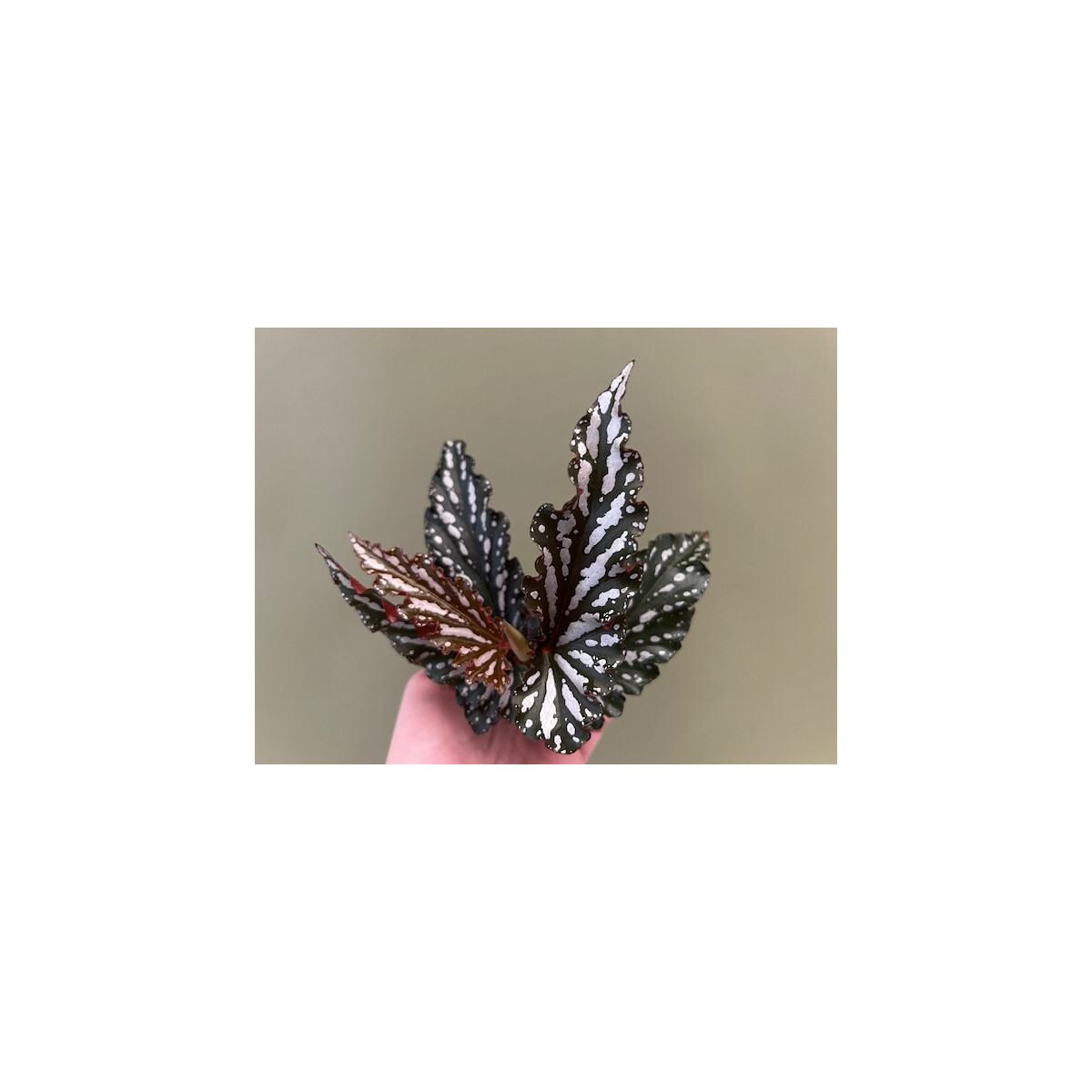 Begonia maculata wings box