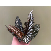 Begonia maculata wings