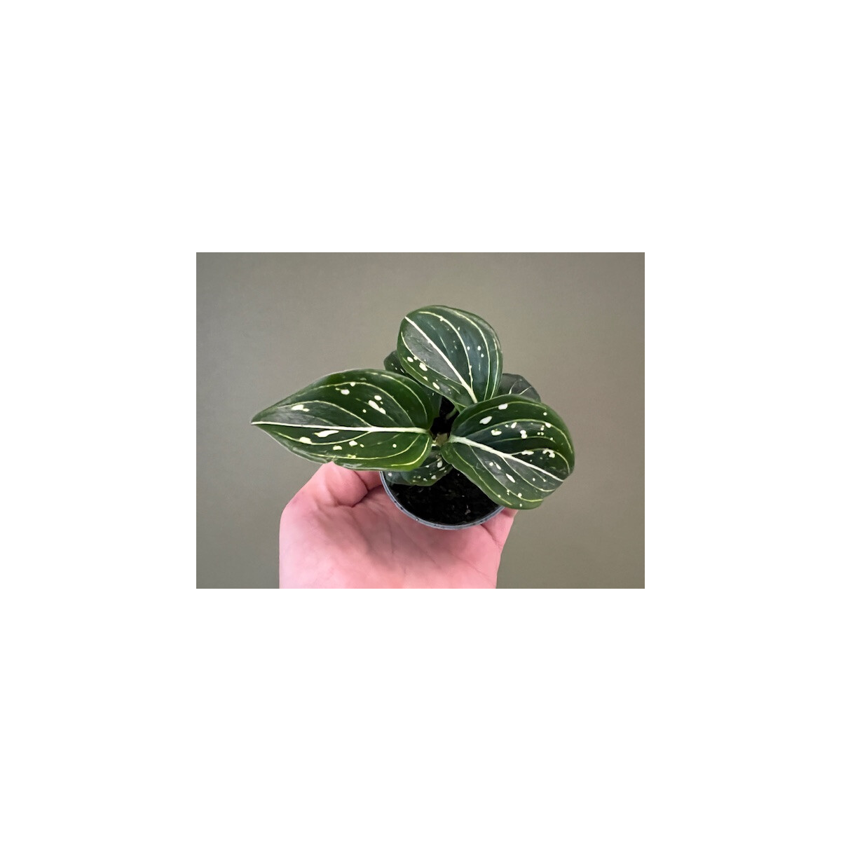 Aglaonema Toms Pride