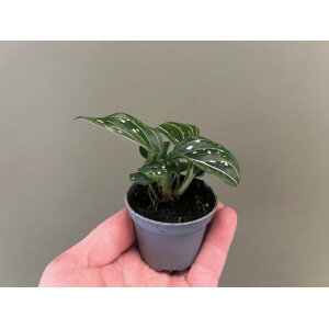 Neoregelia Pink Stripe Beauty