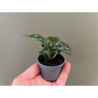 Neoregelia Pink Stripe Beauty