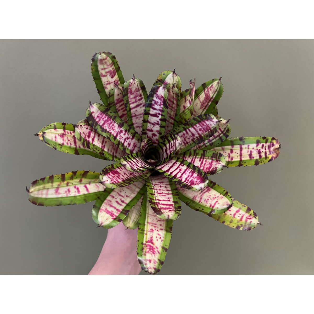 Neoregelia Pink Stripe Beauty box