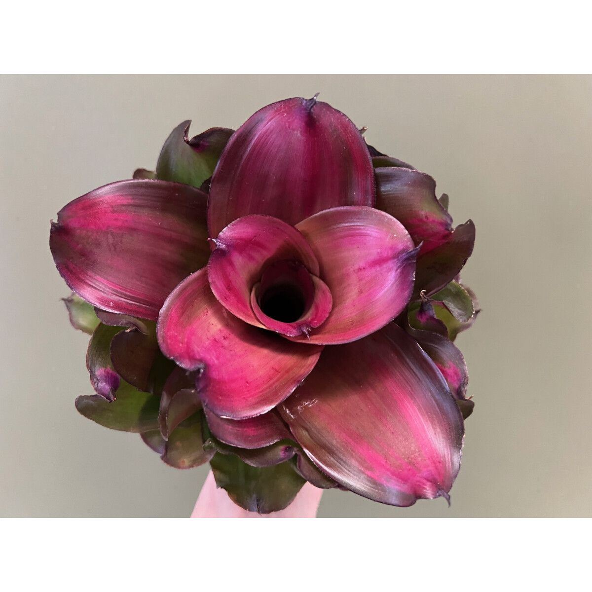 Neoregelia Medusa x Lila box