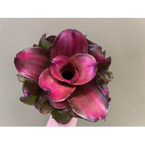 Neoregelia Medusa x Lila