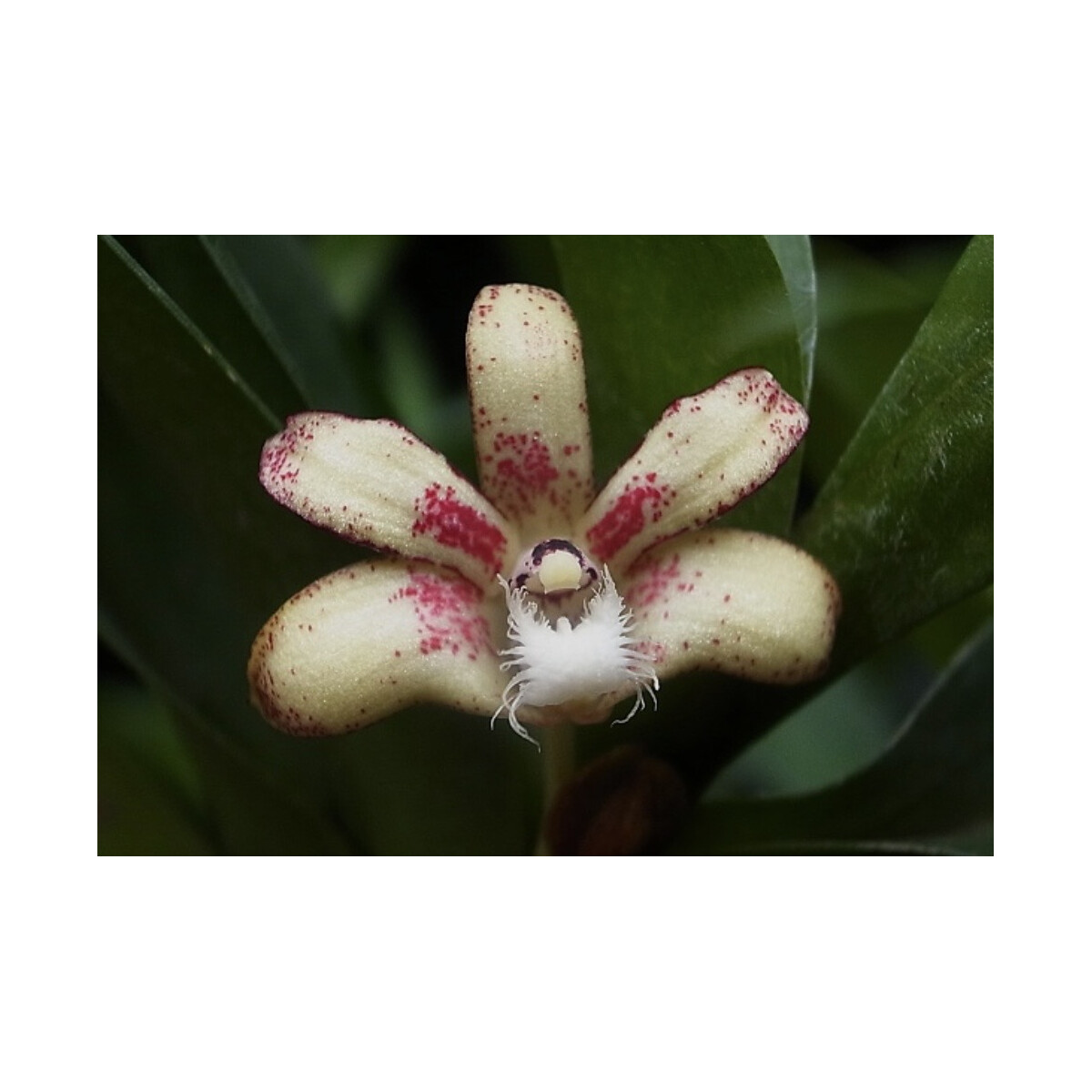 Dendrobium vandoides box