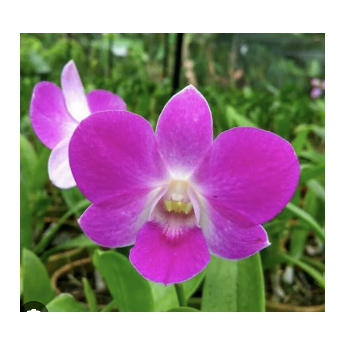 Dendrobium Mericlone spec. box