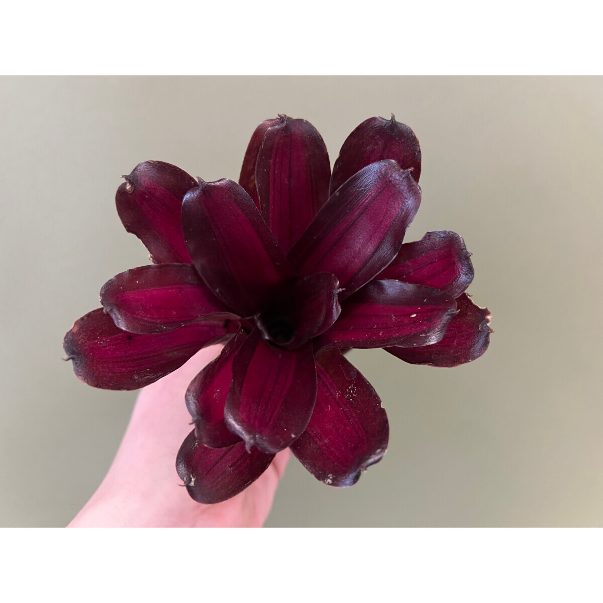 Neoregelia Zoe