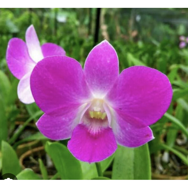 Dendrobium Mericlone spec.
