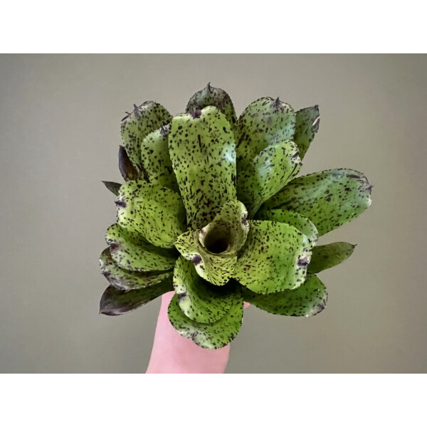 Neoregelia Crimson Point