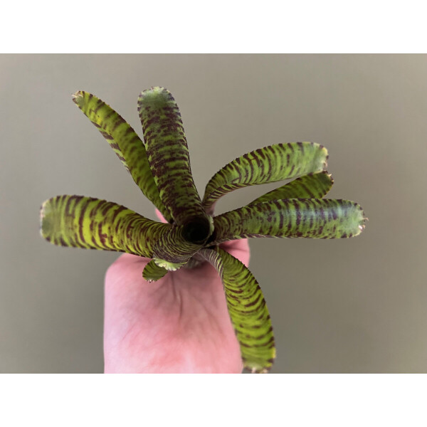 Neoregelia Coral Ampullacea