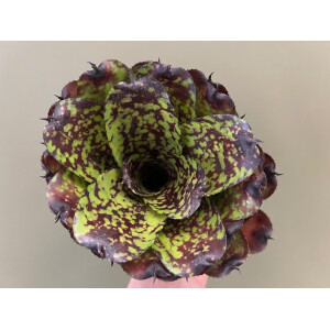 Neoregelia Little Sweetheart