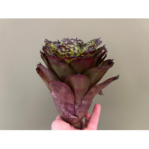 Neoregelia Little Sweetheart