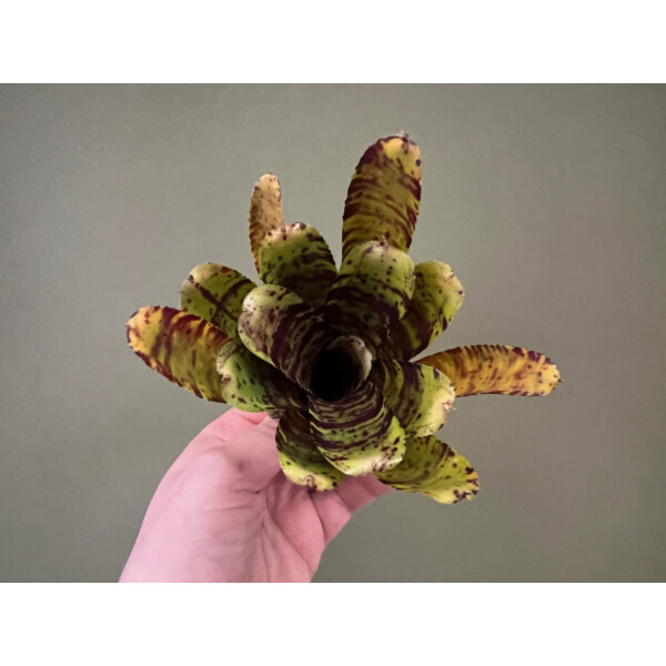 Neoregelia Backyard Cat