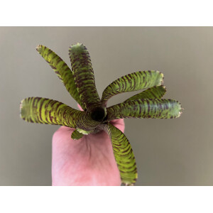 Neoregelia Coral Ampullacea