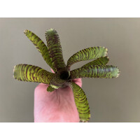 Neoregelia Coral Ampullacea