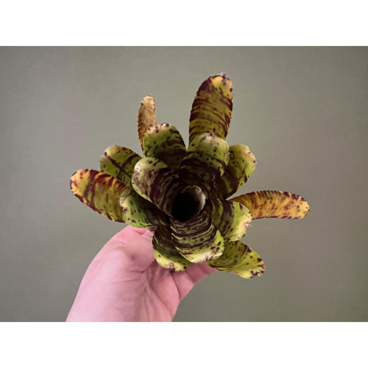 Neoregelia Backyard Cat box