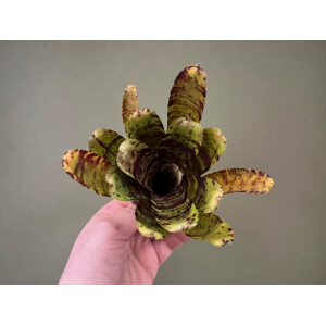 Neoregelia Backyard Cat