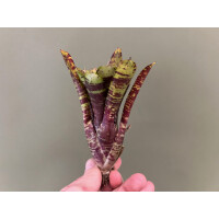 Neoregelia Backyard Cat