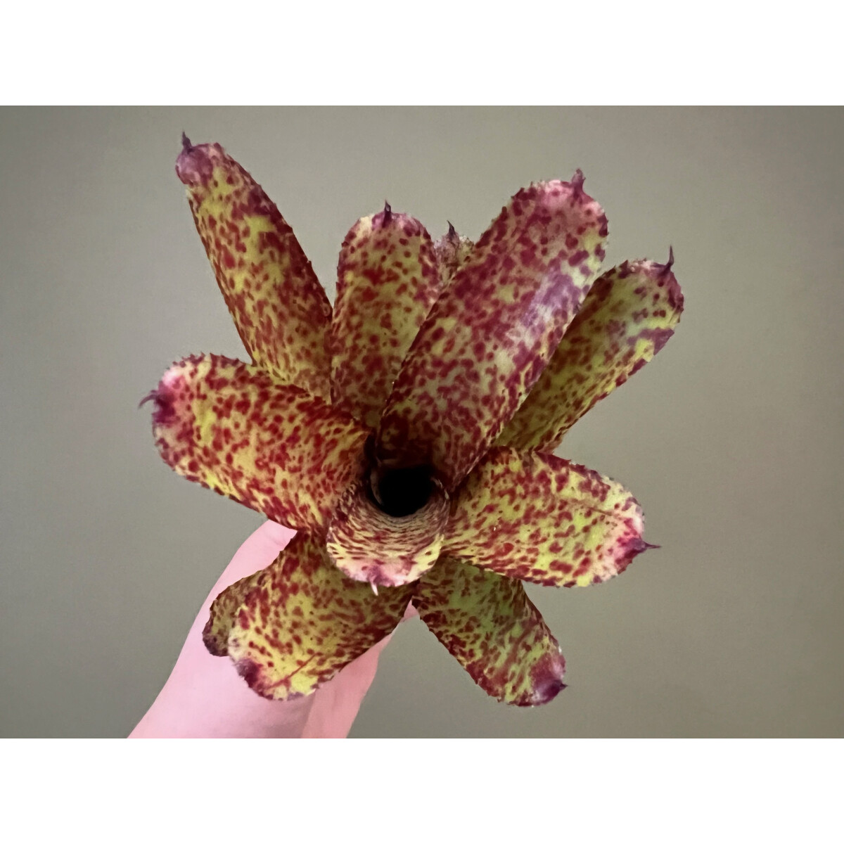 Neoregelia Scarlet Dot box