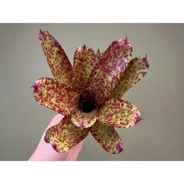 Neoregelia Scarlet Dot