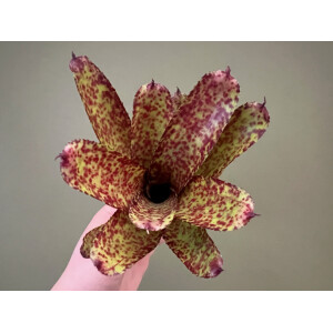 Neoregelia Scarlet Dot