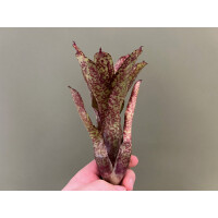 Neoregelia Scarlet Dot