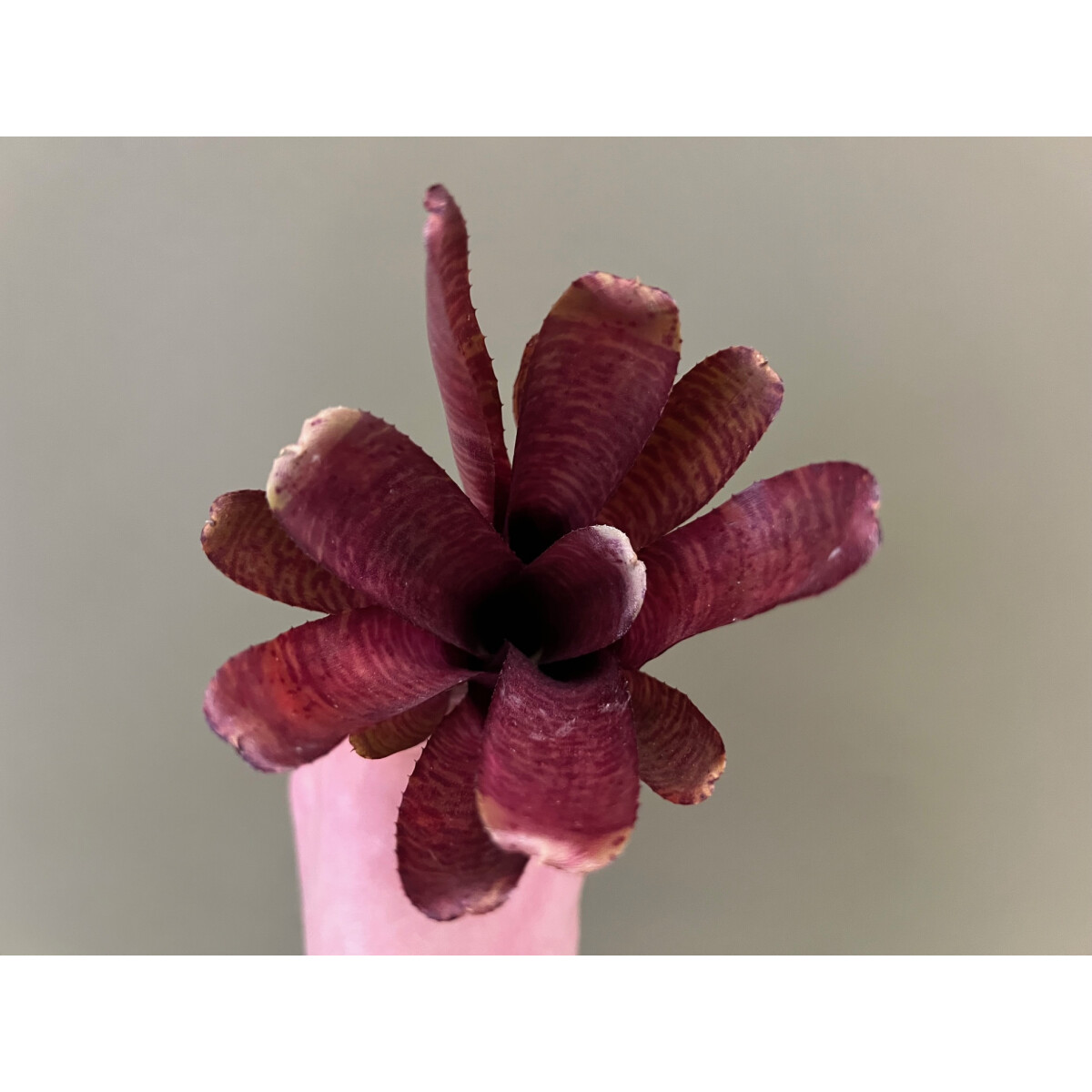 Neoregelia ampullacea red striped box